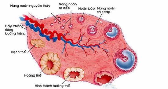 TUẦN THAI THỨ 2: CƠ THỂ MẸ ĐÃ SẴN SÀNG ĐỂ ĐÓN NHẬN SỰ HÌNH THÀNH CỦA BÉ