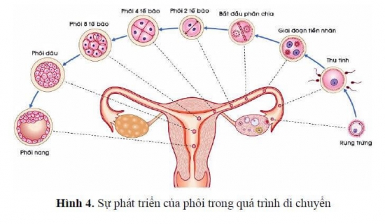 TUẦN THAI THỨ 3: MỘT THIÊN THẦN NHỎ BẮT ĐẦU HÌNH THÀNH TRONG BẠN