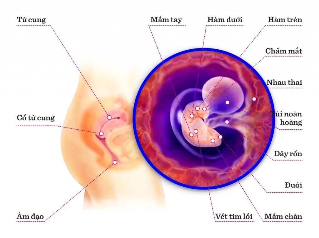 TUẦN THAI THỨ 5: GIAI ĐOẠN QUAN TRỌNG  BẮT ĐẦU HÌNH THÀNH CÁC  CƠ QUAN CỦA BÉ