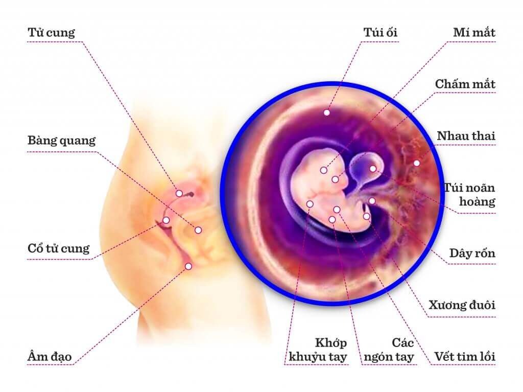 TUẦN THAI THỨ 6: MẸ ĐÃ CÓ THỂ NGHE ĐƯỢC  TIẾNG TIM BÉ ĐẬP