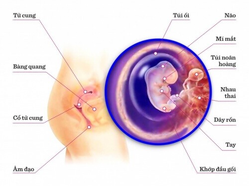 TUẦN THAI THỨ 7: BÉ THÍCH NGHI DẦN VỚI CUỘC SỐNG BÊN TRONG BỤNG MẸ