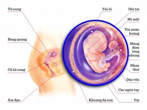 TUẦN THAI THỨ 8: HẦU HẾT CÁC CƠ QUAN TRONG CƠ THỂ BÉ ĐÃ HÌNH THÀNH