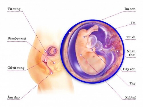 TUẦN THAI THỨ 10: BÉ CHÍNH THỨC THÀNH THAI NHI HOÀN CHỈNH