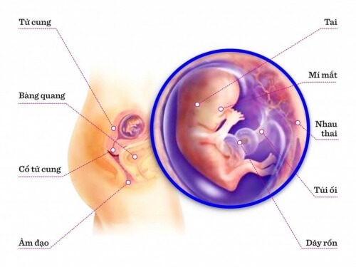 TUẦN THAI THỨ 11: BÉ BẮT ĐẦU PHÁT TRIỂN KHẢ NĂNG PHẢN XẠ 