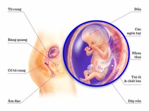 TUẦN THAI THỨ 12: BƯỚC CHUẨN BỊ CHO MỘT CHU KỲ MỚI CỦA THAI KỲ