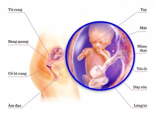 TUẦN THAI THỨ 13: BÉ ĐÃ CÓ THỂ NGHE ĐƯỢC TIẾNG CỦA MẸ