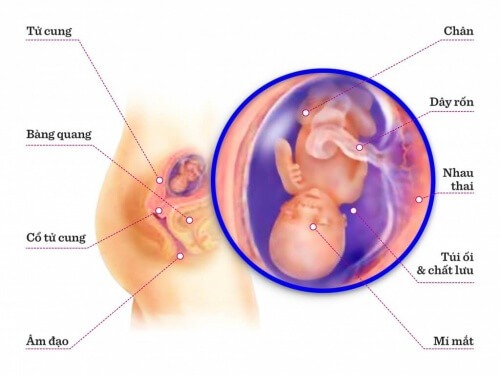 TUẦN THAI THỨ 14: BÉ BIẾT NẮM DÂY RỐN CỦA MÌNH 