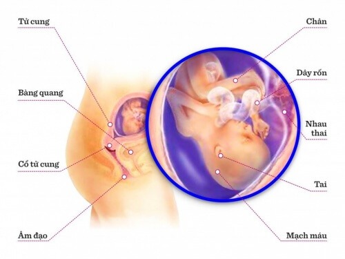 TUẦN THAI THỨ 17: BÉ NGỦ NHIỀU ĐỂ TÍCH LŨY  NĂNG LƯỢNG