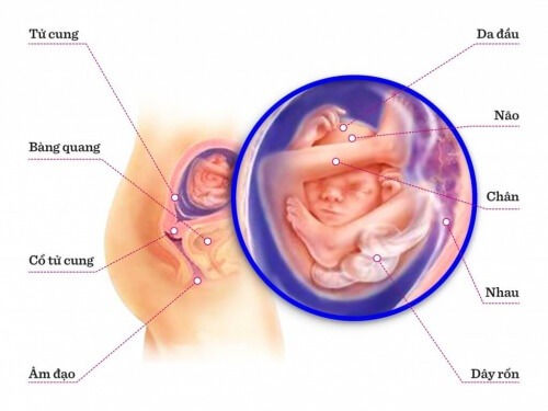 TUẦN THAI THỨ 18: THỜI ĐIỂM CÁC GIÁC QUAN CỦA BÉ PHÁT TRIỂN MẠNH