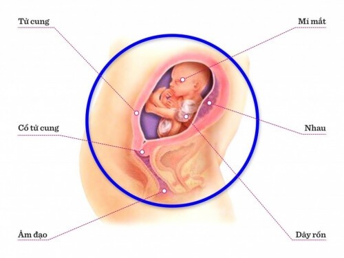 TUẦN THAI THỨ 20: LỚP MỠ DƯỚI DA BÉ ĐÃ DÀY HƠN