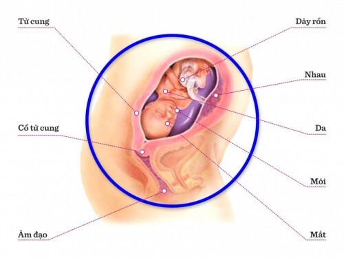 TUẦN THAI THỨ 21: HÌNH DÁNG BÊN NGOÀI CỦA BÉ ĐÃ DẦN HOÀN THIỆN