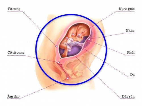 TUẦN THAI THỨ 23: THỜI ĐIỂM THÍCH HỢP ĐỂ MẸ XÉT NGHIỆM TIỂU ĐƯỜNG TRONG THAI KỲ