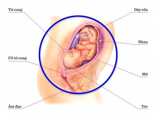 TUẦN THAI THỨ 24: MẮT BÉ ĐÃ BẮT ĐẦU MỞ