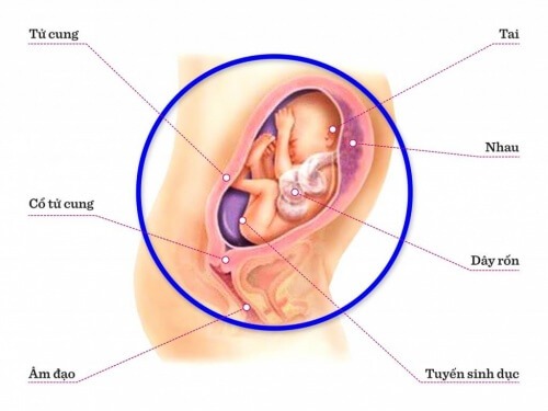 TUẦN THAI THỨ 25: NGẬM NGÓN TAY CÁI LÀ THÚ VUI CỦA BÉ ĐẤY