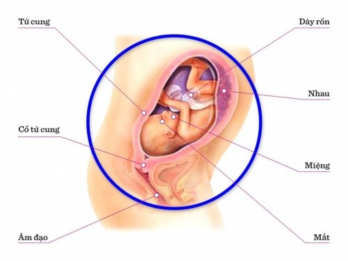 TUẦN THAI THỨ 26: BÉ ĐÃ BIẾT NGỦ VÀ THỨC  ĐỀU ĐẶN