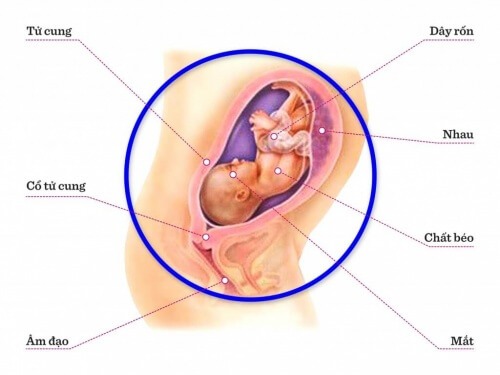 TUẦN THAI THỨ 27: LƯỢNG MỠ VÀ CƠ BẮP CỦA BÉ KHÔNG NGỪNG TĂNG LÊN