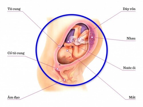 TUẦN THAI THỨ 29: BẮT ĐẦU THỜI KỲ BÉ PHÁT TRIỂN NHANH CHÓNG