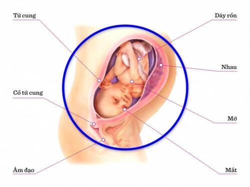 TUẦN THAI THỨ 30: BÉ ĐÃ LỚN BẰNG MỘT TRÁI BÍ TO RỒI MẸ Ạ