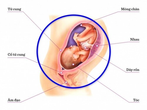 TUẦN THAI THỨ 31: DA BÉ ĐÃ TRỞ NÊN MỀM, MỊN HƠN