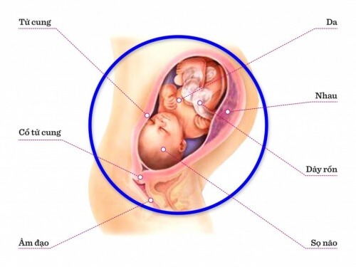 TUẦN THAI THỨ 32: KHUNG XƯƠNG CỦA BÉ ĐÃ  CỨNG CÁP HƠN NHIỀU