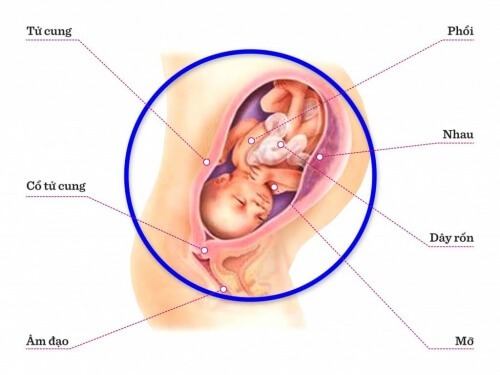 TUẦN THAI THỨ 33: HỆ THẦN KINH TRUNG ƯƠNG VÀ PHỔI CỦA BÉ ĐANG TRƯỞNG THÀNH MỖI NGÀY