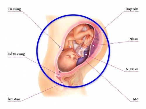 TUẦN THAI THỨ 34: THỂ CHẤT CỦA BÉ ĐÃ PHÁT TRIỂN GẦN NHƯ HOÀN THIỆN