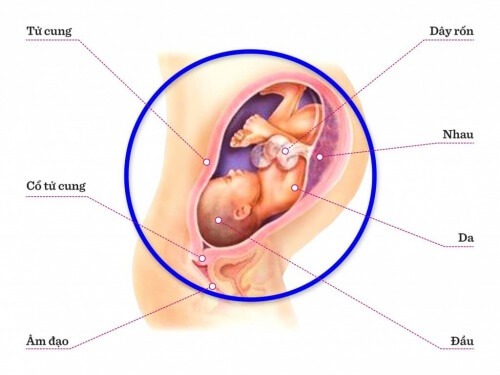 TUẦN THAI THỨ 35: BÉ ĐÃ BIẾT MỈM CƯỜI TRONG BỤNG MẸ