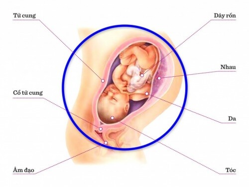 TUẦN THAI THỨ 36: BÉ SẼ NGỦ VÀ NGHỈ NGƠI TRONG PHẦN LỚN THỜI GIAN