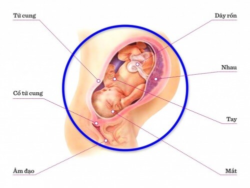 TUẦN THAI THỨ 37: MẸ CẦN ĐỂ Ý DẤU HIỆU 