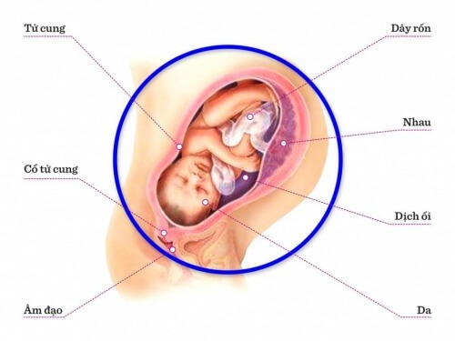 TUẦN THAI THỨ 38: BÉ ĐANG CHỜ ĐỢI ĐỂ ĐƯỢC NGẮM NHÌN THẾ GIỚI