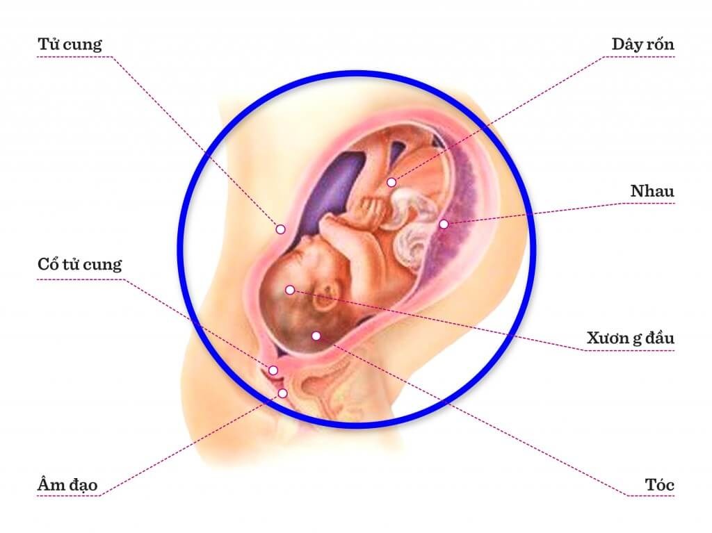 TUẦN THAI THỨ 39: NGÀY DỰ SINH ĐÃ CẬN KỀ
