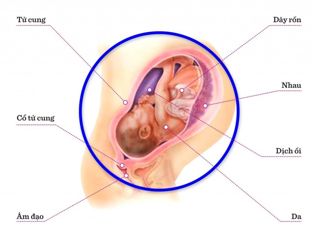 TUẦN THAI THỨ 40: BÉ ĐÃ HOÀN TOÀN SẴN SÀNG ĐỂ CHÀO ĐÓN THẾ GIỚI
